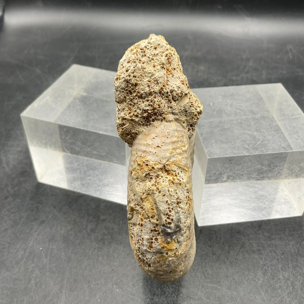 fa367)菊石(Vermisphinctes glyphus) - 石青Fossil Studio | Kaohsiung