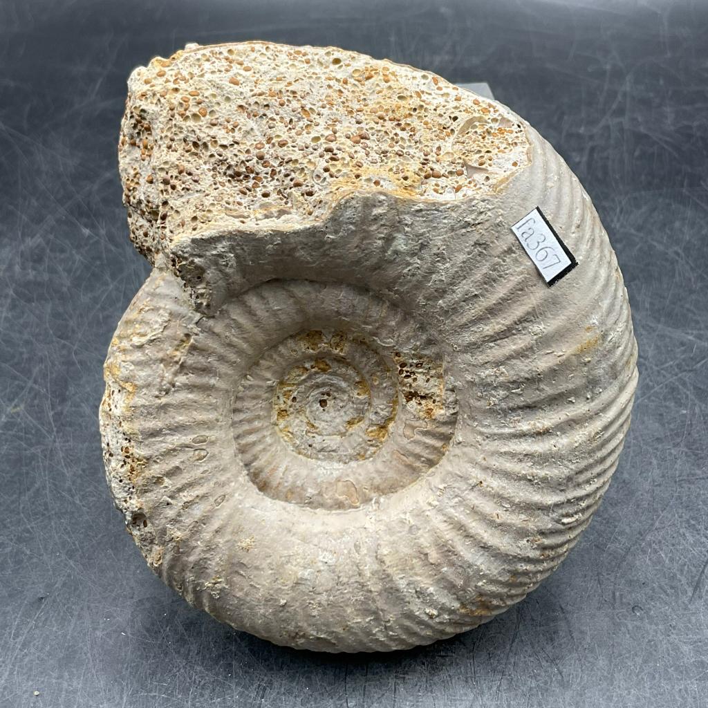 菊化石 fa367)菊石(Vermisphinctes glyphus) - 石青Fossil Studio | Kaohsiung