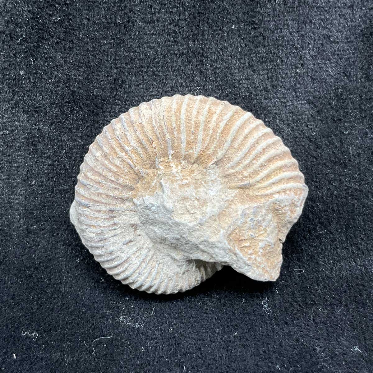 fb492)滿德爾菊石(小) - 石青Fossil Studio | Kaohsiung｜【高雄化石店