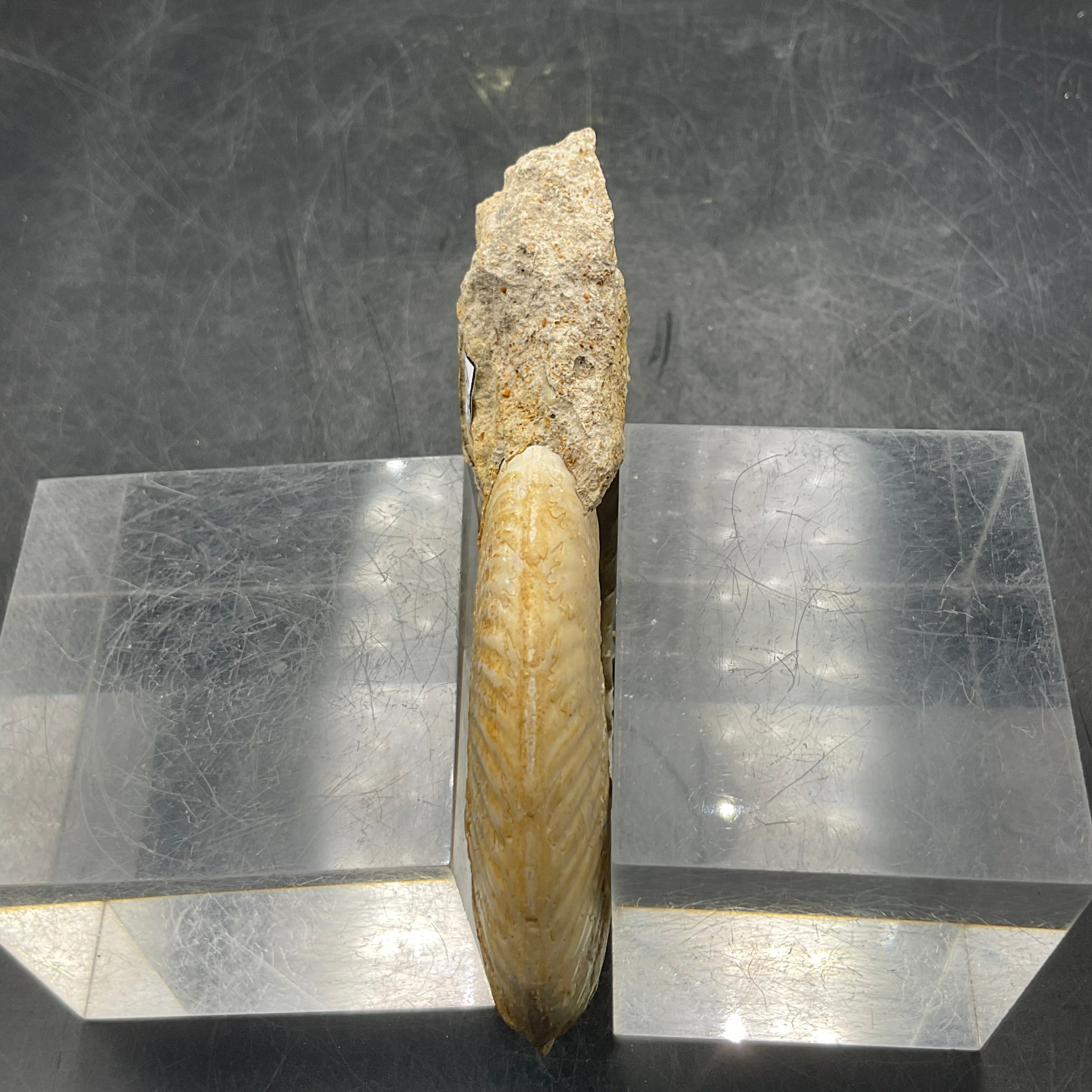 菊化石 ff909)丹克曼菊石- 石青Fossil Studio | Kaohsiung｜【高雄化石店×化石