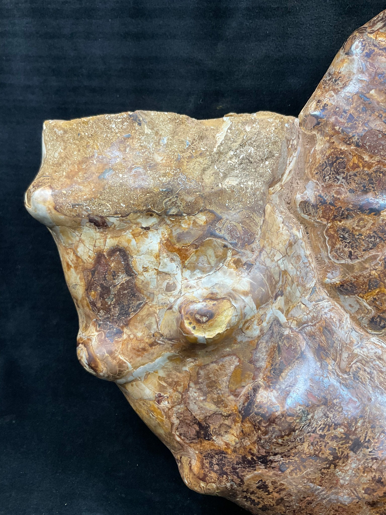 ff343)真盾菊石- 石青Fossil Studio | Kaohsiung｜【高雄化石店×化石專賣】