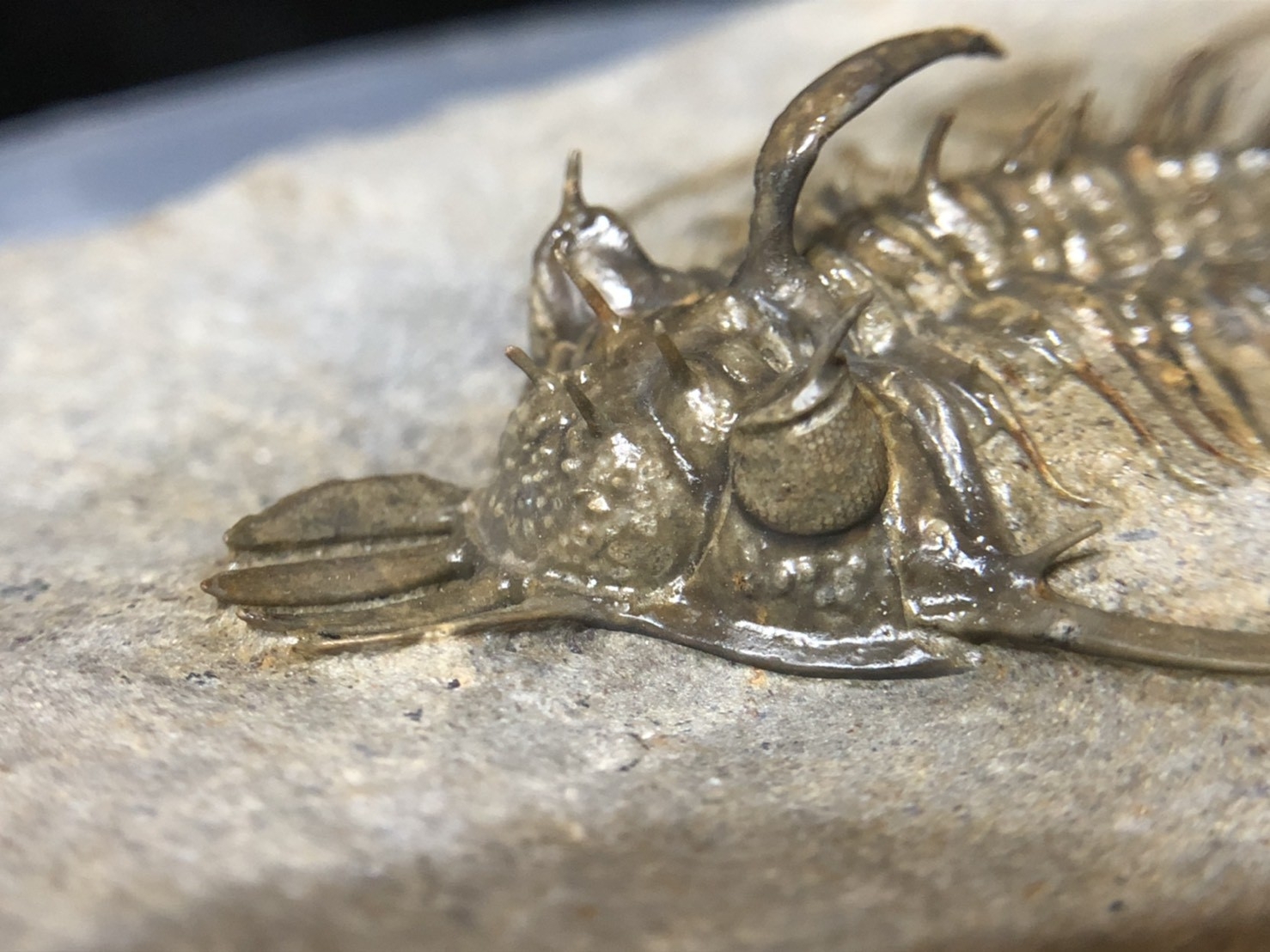 K425)四叉戟三葉蟲- 石青Fossil Studio | Kaohsiung｜【高雄化石店